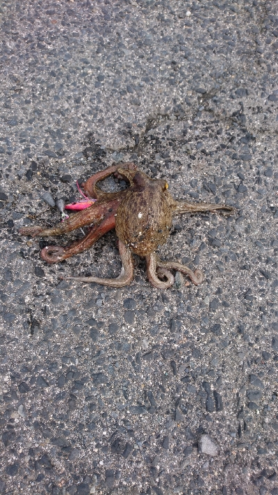 タコ１キロ級初ゲット