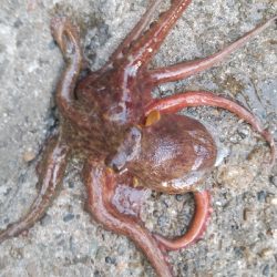 昼まで粘って13匹総重量4.5kgOVER