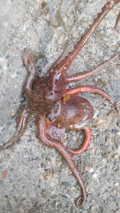 昼まで粘って13匹総重量4.5kgOVER