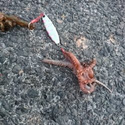 緊急事態宣言解除後のｼﾞｮｱｼﾞｷﾞ＆ちょい投げ釣果