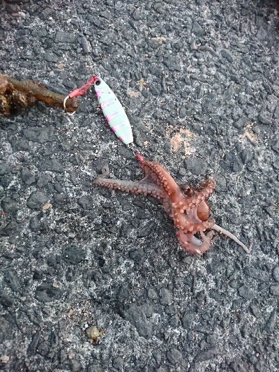 緊急事態宣言解除後のｼﾞｮｱｼﾞｷﾞ＆ちょい投げ釣果