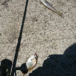 何じゃコイツは??怪魚?