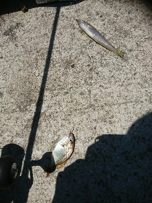 何じゃコイツは？？怪魚？