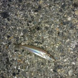 ちょい投げリリース5種盛り合わせ(;´д｀)