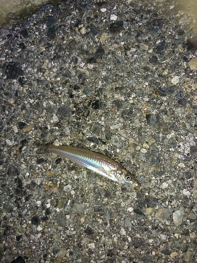 ちょい投げリリース5種盛り合わせ(;´д｀)