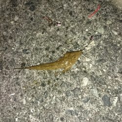 キスからのヒラメ…不発弾(゜ロ゜;