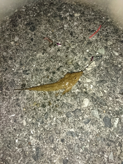 キスからのヒラメ…不発弾(゜ロ゜;