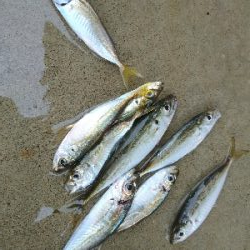 カマス祭りに遭遇！！おまけにアジも！！