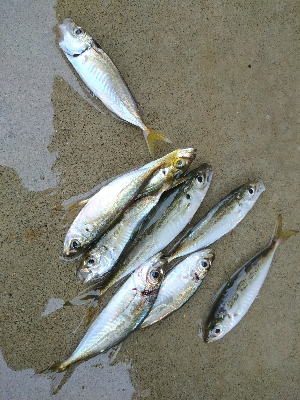 カマス祭りに遭遇！！おまけにアジも！！