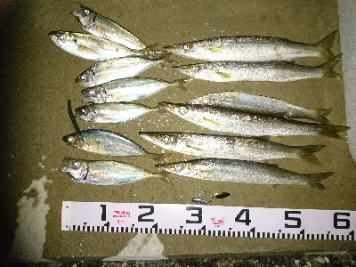 平日の夕方カマス&アジング釣行！！…