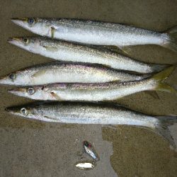 暴風雨の朝マズメに堤防カマス釣果!!