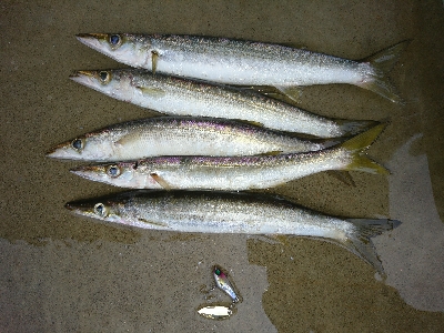 暴風雨の朝マズメに堤防カマス釣果！！
