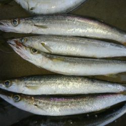 朝マズメの尺超えカマス入れ食い!!