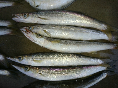 朝マズメの尺超えカマス入れ食い！！