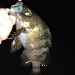 淡路島ライトゲーム３目！