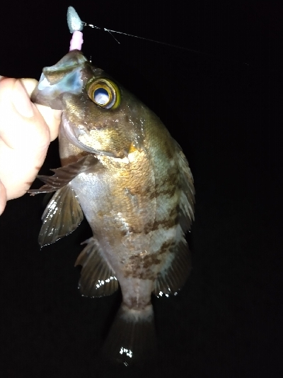 淡路島ライトゲーム３目！