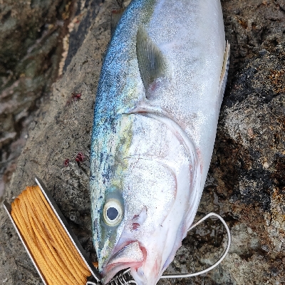 ハマチ、ヒラマサ回遊