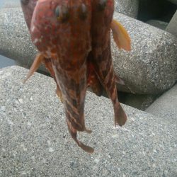 ヒラメ狙いで、キジハタ5匹！