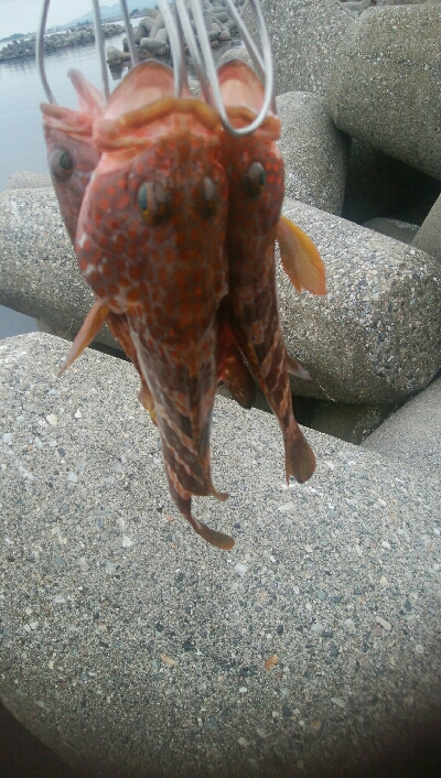 ヒラメ狙いで、キジハタ5匹！