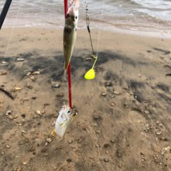 チョイ投げキス