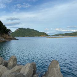 今年初のアオリイカ