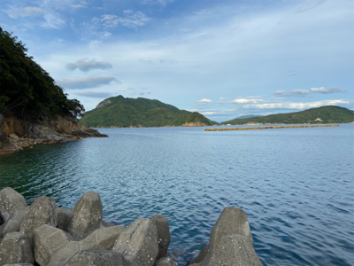 今年初のアオリイカ