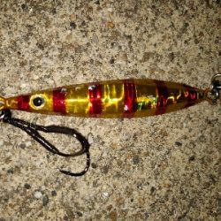 キジハタとメバル？