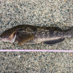 夕まずめアタック