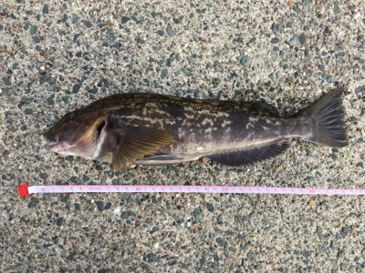 夕まずめアタック