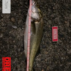 ハクパターン？