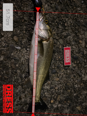 ハクパターン？