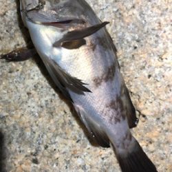 ロックフィッシュ4種盛り