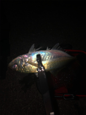 夕まづめ短時間