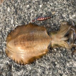 今年初アオリイカ