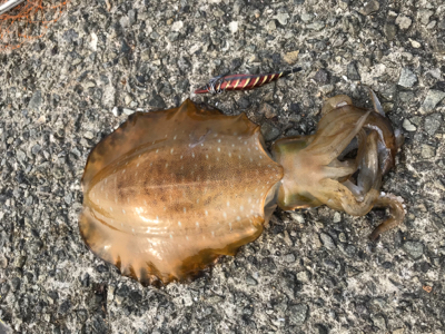 今年初アオリイカ