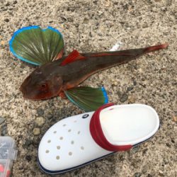 春イカ全バラシの後で、、、