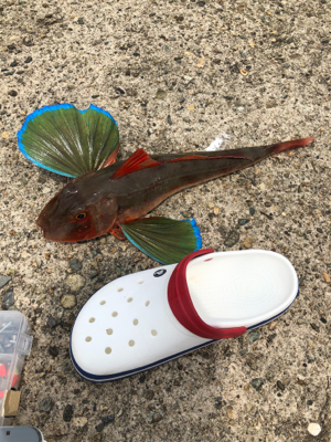 春イカ全バラシの後で、、、