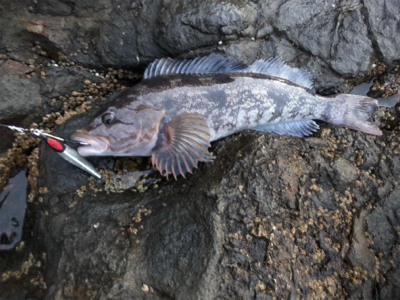 ショアジギング　ヒラメ　アイナメ　自作ジグ