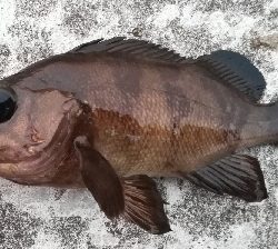 ソルト/メバリング0655〜0730 1835〜1920