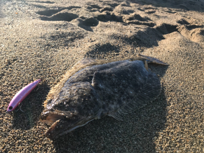 日本海ヒラメシーズン開幕！サーフで4枚キャ…