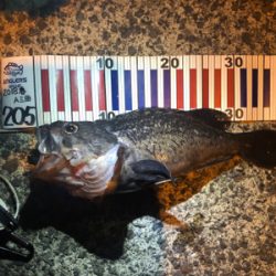 クロソイ　！！