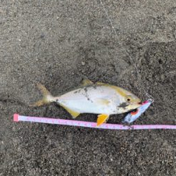 湘南青物入り始めました