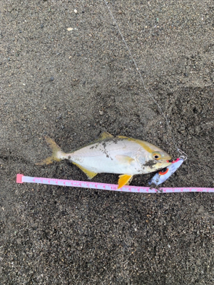 湘南青物入り始めました