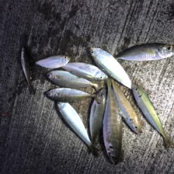 連日のアジ釣り