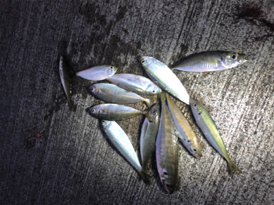 連日のアジ釣り