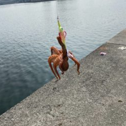 サクッとオクトパッシング！