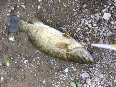 まさかのスモール