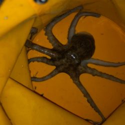 今年初のタコ釣り