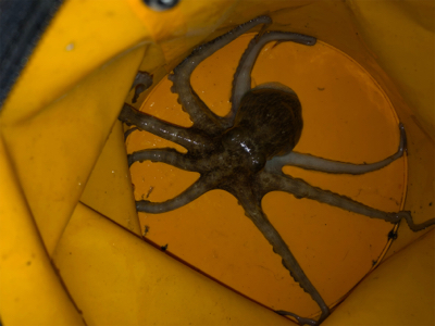 今年初のタコ釣り