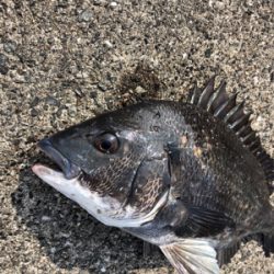 フカセでチヌ釣り